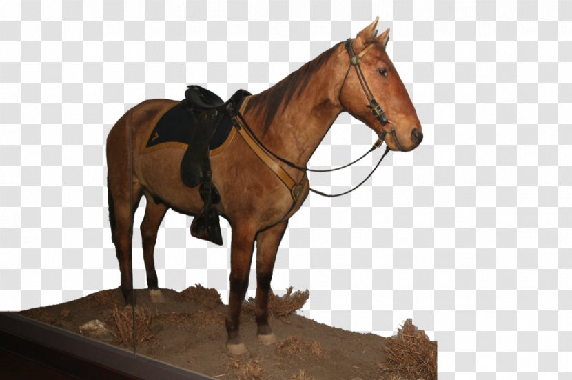 Mare Bridle Mustang Stallion Rein - Dumbbell - Custer Battlefield Transparent PNG