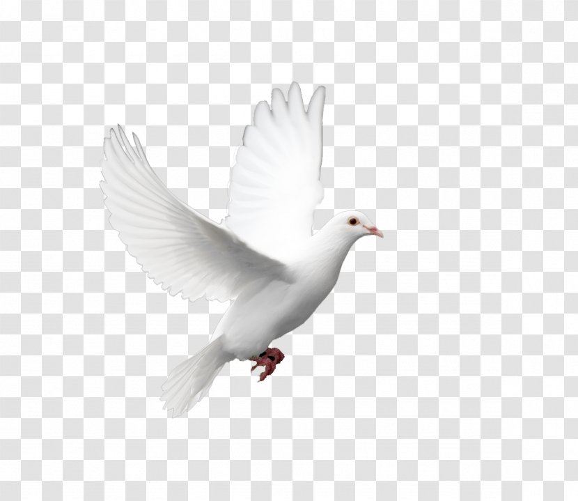 Domestic Pigeon Columbidae Doves As Symbols Holy Spirit - Beak Transparent PNG
