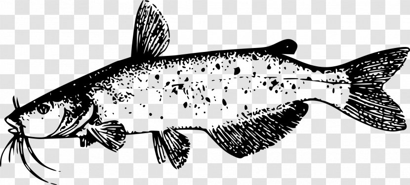 Catfish Drawing Clip Art - Organism - Anchovy Transparent PNG