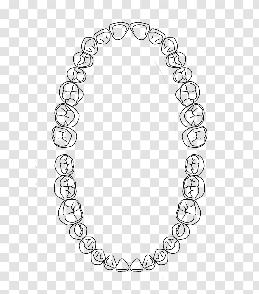 Dental Arch Human Tooth Dentistry Midline - Universal Numbering System - Braces Transparent PNG