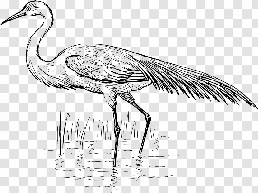 Heron Bird Crane Great Egret - Artwork - CRANE BIRD Transparent PNG