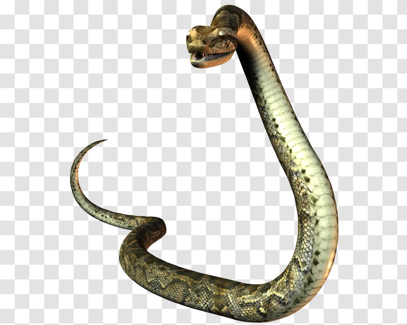 President Of The United States Snake Mustela Natural-born-citizen Clause - Organism Transparent PNG
