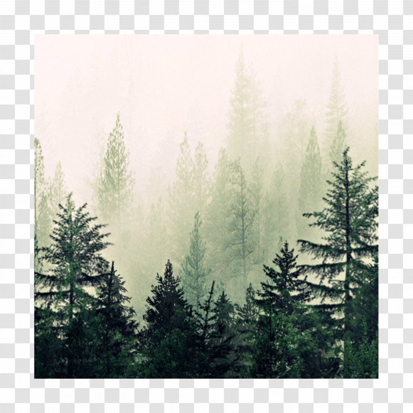 Watercolor Nature Background - Painting - Oldgrowth Forest Temperate Broadleaf And Mixed Transparent PNG