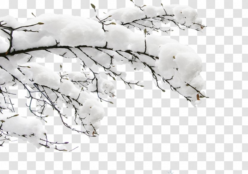 Clip Art Image Branch Daxue - Monochrome - Snow Covered Border Transparent PNG