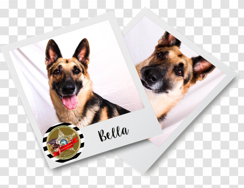 Brevard County Sheriff's Office Dog Breed German Shepherd Puppy Letter Transparent PNG