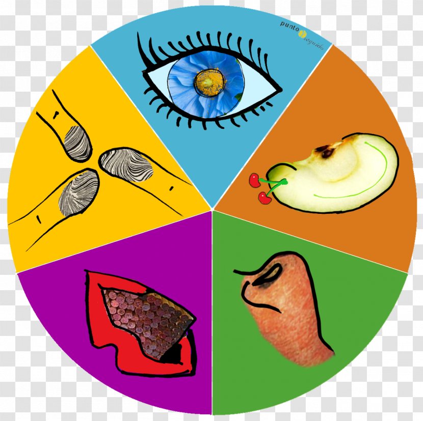 The Five Senses Function World Ear - Organism Transparent PNG