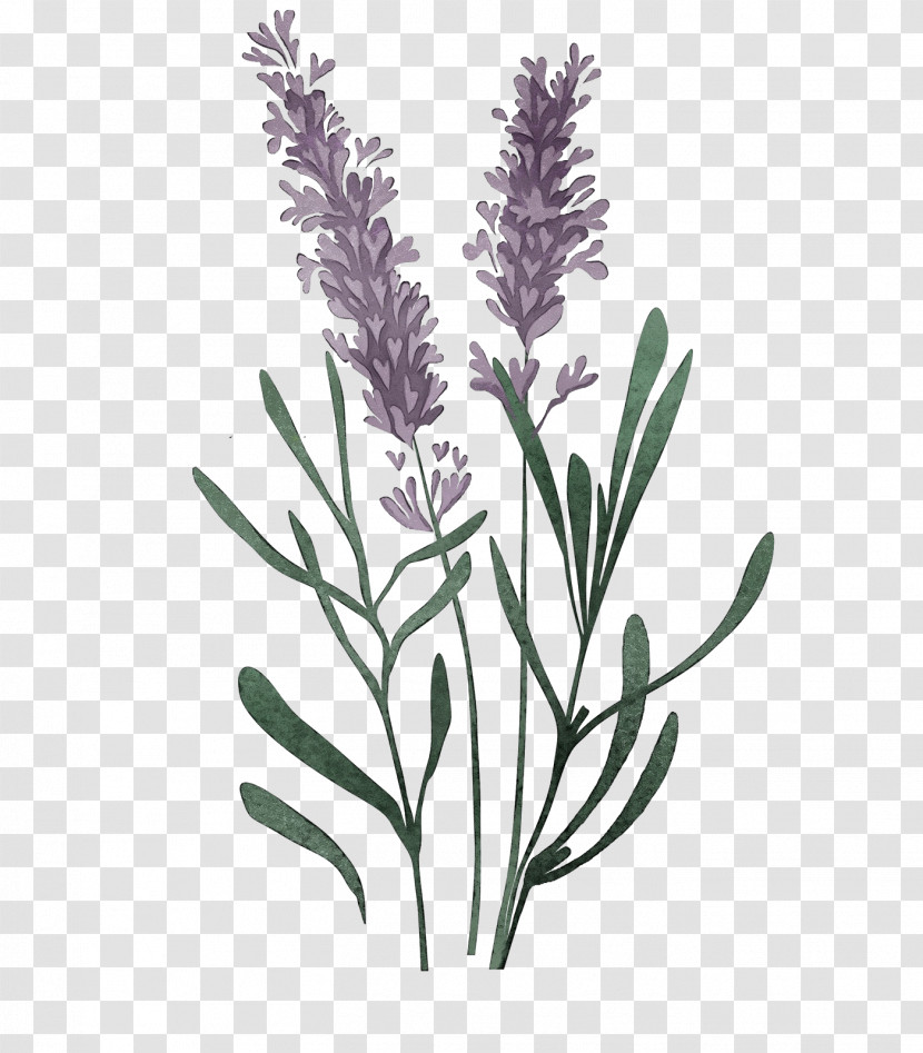 Lavender Transparent PNG