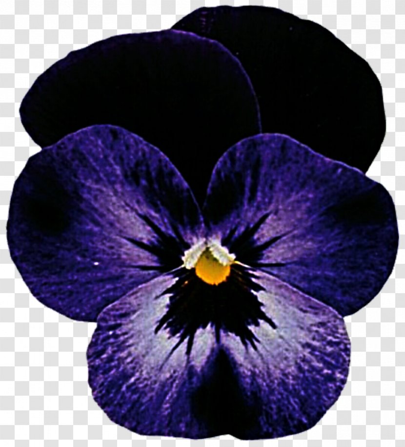 Rocky Viola Cornuta Violet Color - Petal - Pansy Transparent PNG