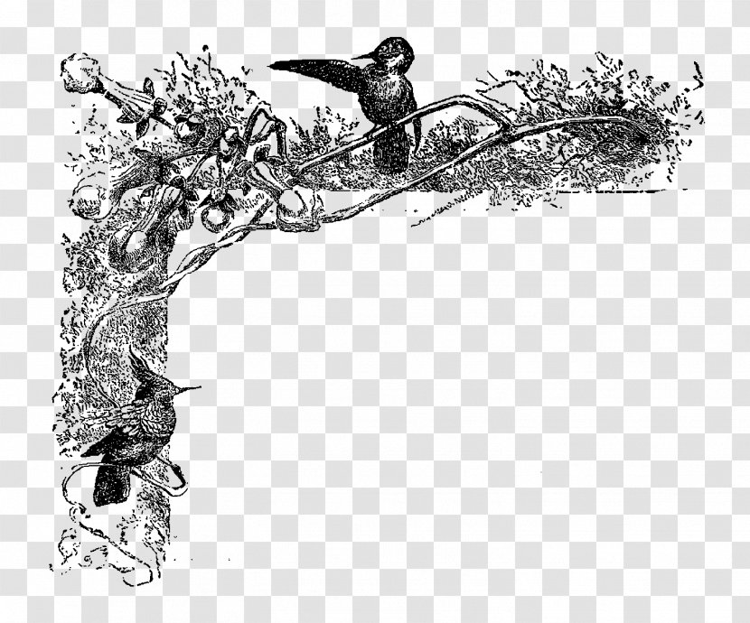 Hummingbird Clip Art - Drawing - Bird Transparent PNG