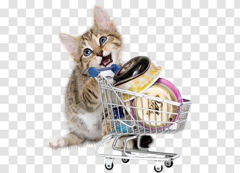 British Shorthair Kitten Shopping Cat Food Pink - A Transparent PNG