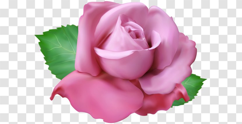 Garden Roses Clip Art Image Cabbage Rose - Rosa Centifolia - Pink Flamingo Drink Transparent PNG