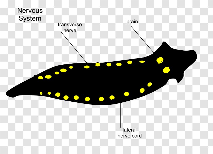 Planarian Nervous System Turbellaria Invertebrate Body Cavity - Flower Transparent PNG