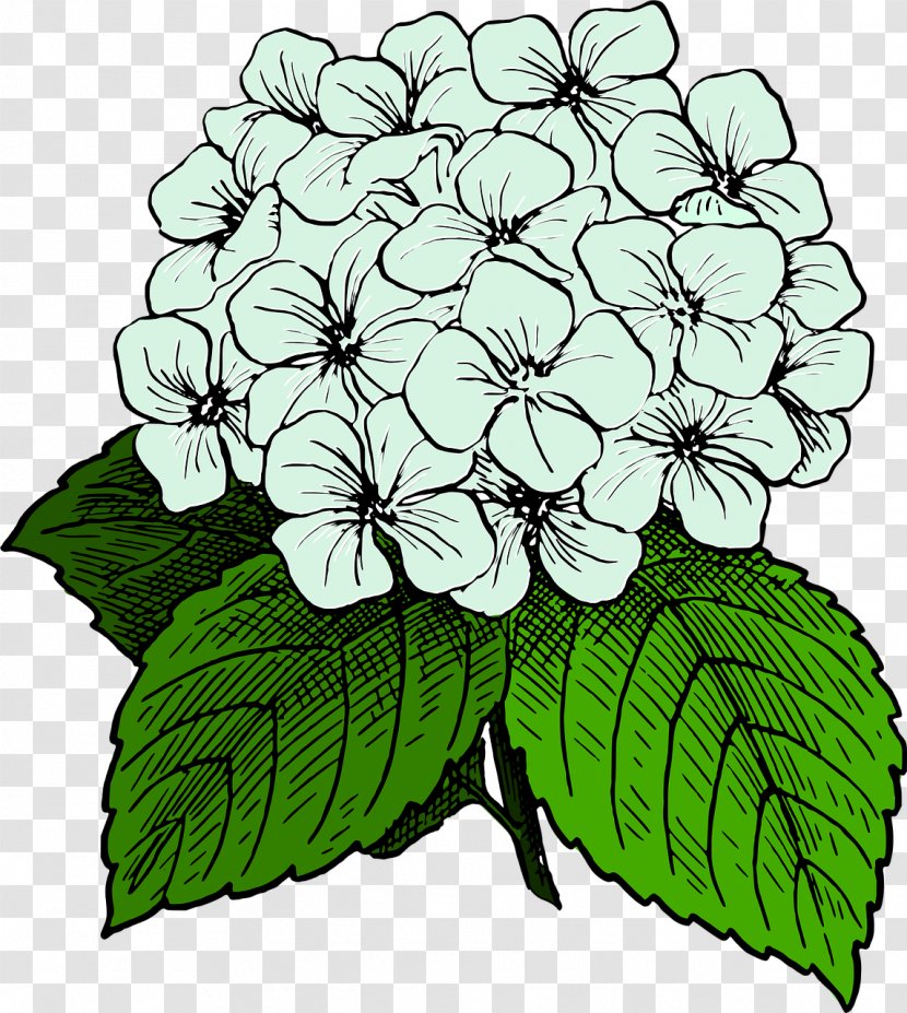 Clip Art Openclipart French Hydrangea Image Graphics - Black And White Flower Transparent PNG