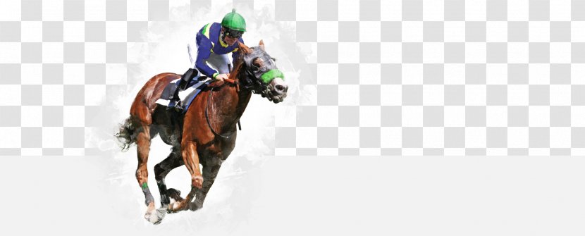 Horse Racing Jockey Stallion Sports Betting - Tree - Race Transparent PNG