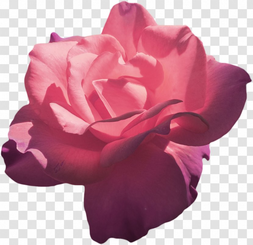 Garden Roses Pink Flower Hybrid Tea Rose - Rosa Centifolia - Aesthetics Transparent PNG
