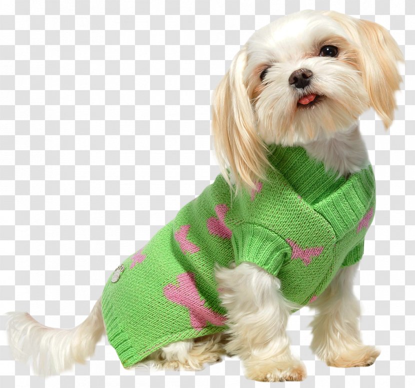 Dog Breed Havanese Puppy Companion Clothes - Prince Hodong And The Princess Of Nakrang Transparent PNG