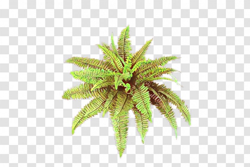 Palm Trees Fern Terrestrial Plant Plants - Tree Transparent PNG