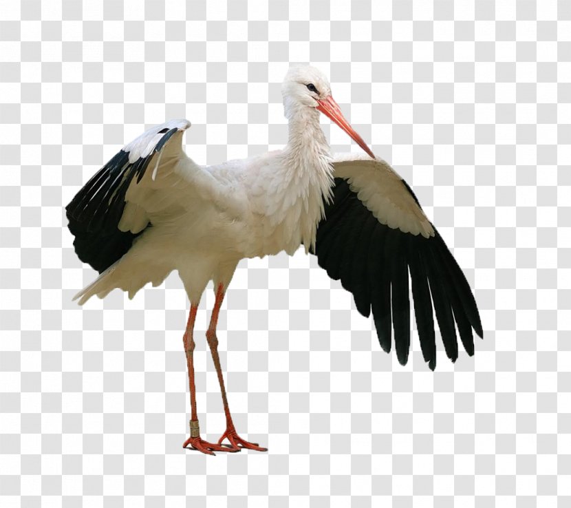 Dem Storch Auf Der Spur: Lernwerkstatt Fxfcr Den Sachunterricht In Klasse 1-2, CD-ROM Stork Bird Schmixdfberg Niederhambach - Animal - Crane Wings Transparent PNG