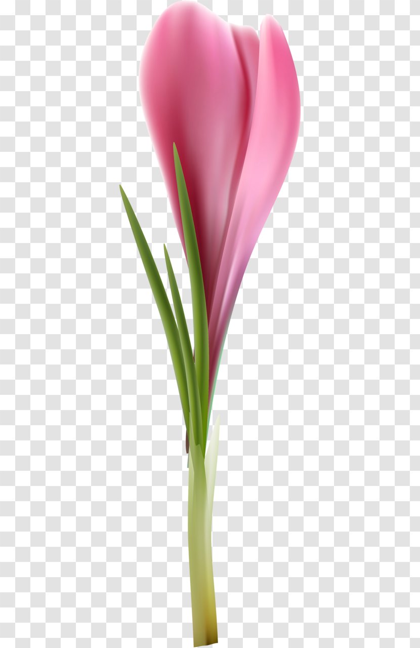 Tulip Cut Flowers Petal Plant Stem Flowerpot - Close Up Transparent PNG