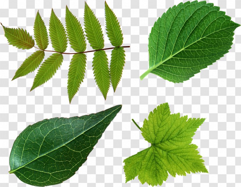 Clip Art Leaf Desktop Wallpaper Image - Flower - Green Leaves Transparent PNG