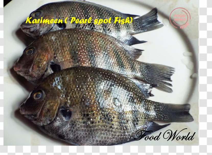 Tilapia Fish Products Green Chromide Tempura - Perch Transparent PNG