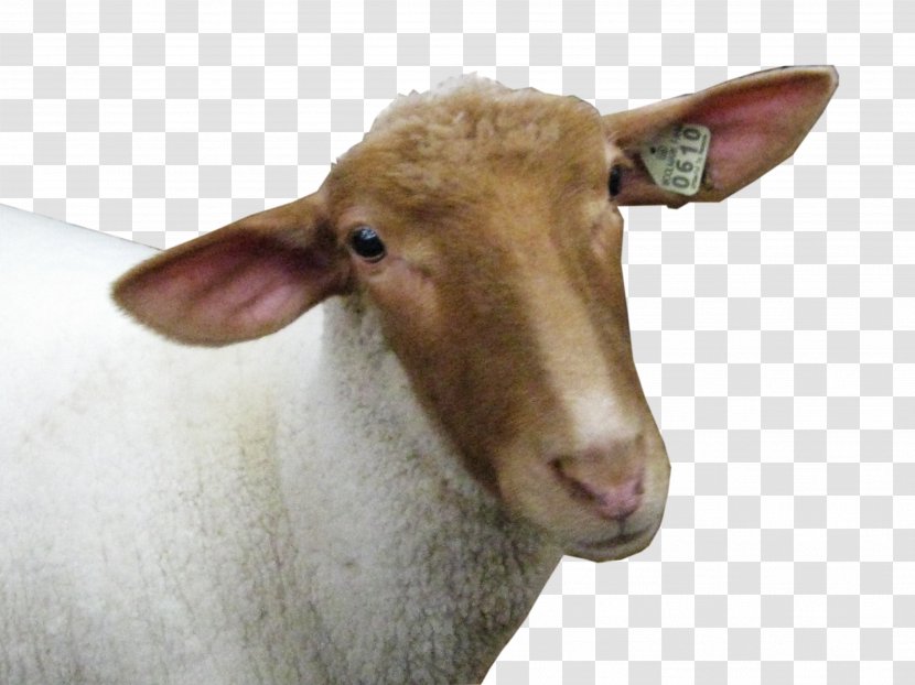 Sheep - Wool - Head Image Transparent PNG