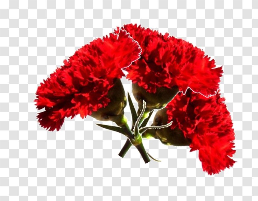 Carnation Revolution Era Uma Vez Cut Flowers 25 April - Chrysanths - Terço Transparent PNG