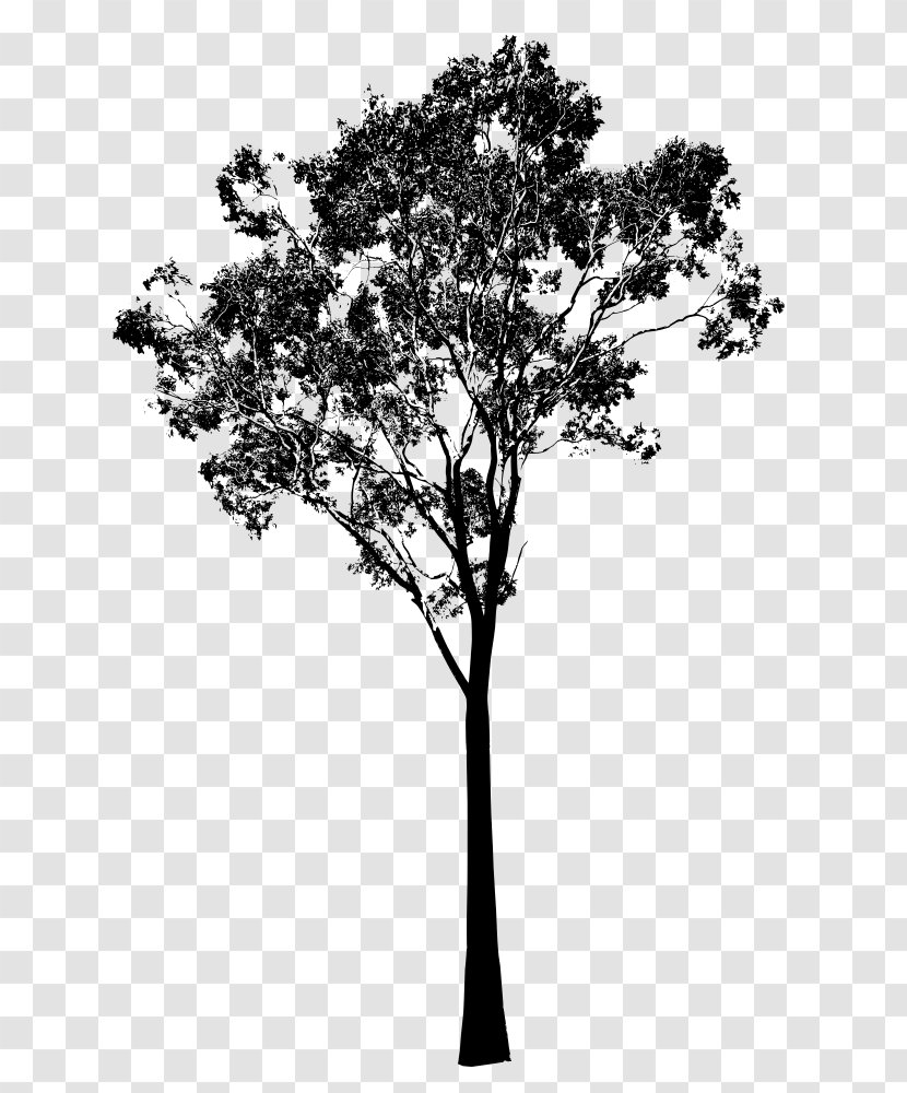 Gum Trees Silhouette Clip Art - Plant - Eucalyptus Transparent PNG