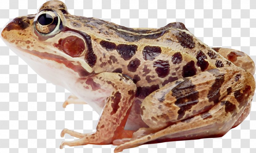 Common Frog Amphibians True Edible - Tadpole - Tree Transparent PNG