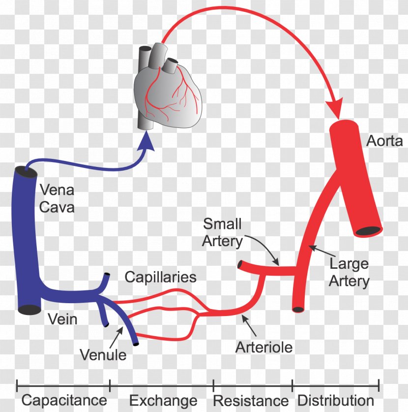 Blood Vessel Capillary Systemic Circulation Circulatory System Heart - Vein Transparent PNG