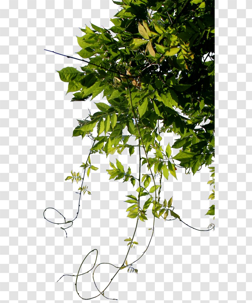 Twig Leaf Clip Art - Flowering Plant Transparent PNG
