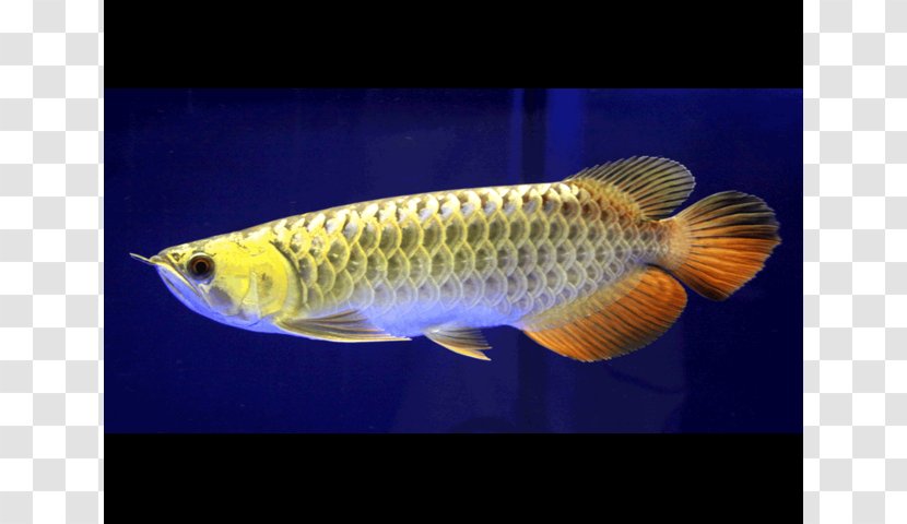 Asian Arowana Koi Fish Silver Aquarium - Fin Transparent PNG