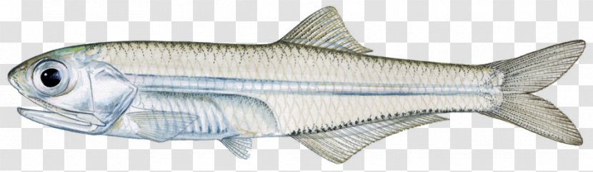 Sardine Anchoa Mitchilli Hepsetus Indian Mackerel Aquatic Animal Transparent PNG