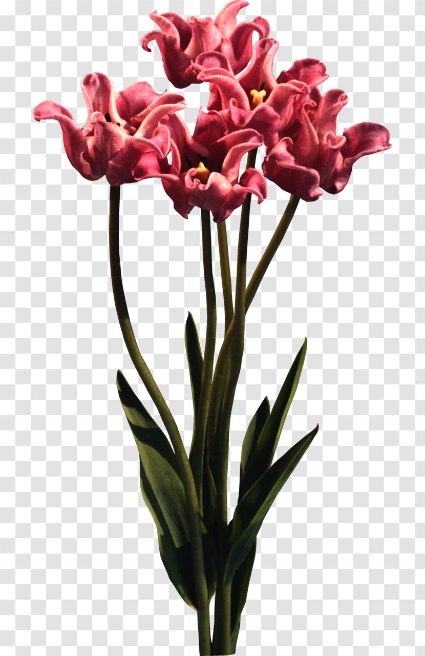 Tulip Cut Flowers Petal Blume Transparent PNG