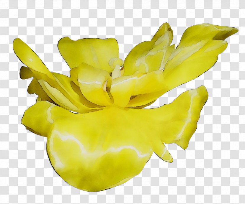Yellow Fruit - Plant - Flowering Transparent PNG