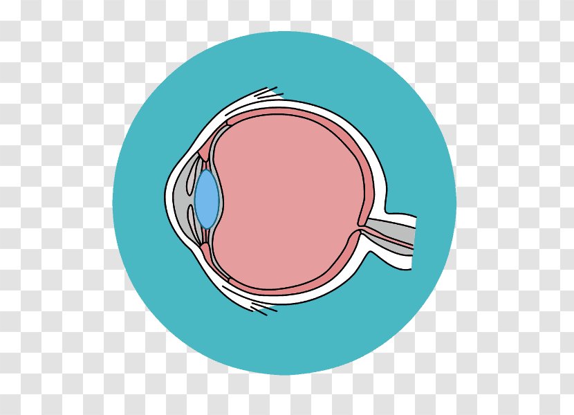 Eye Clip Art Retina Visual Perception Glaucoma - Health Care Transparent PNG