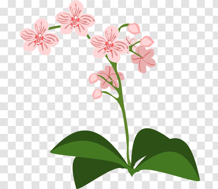 Moth Orchids Drawing Clip Art - Flower - Orchid Transparent PNG