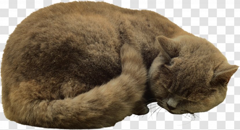 Cat Felidae Kitten Clip Art - Animal - Cats Transparent PNG
