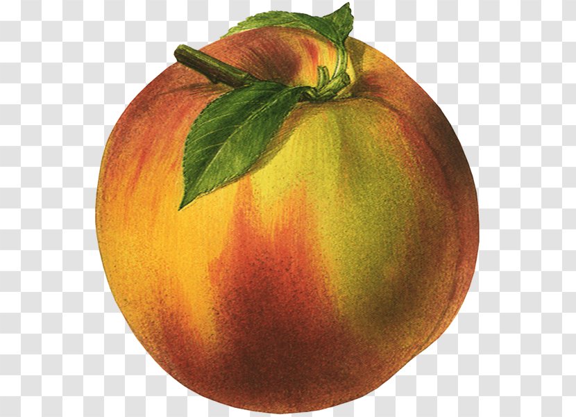 Peaches And Cream Juice Vegetarian Cuisine Nectarine - Apple Transparent PNG