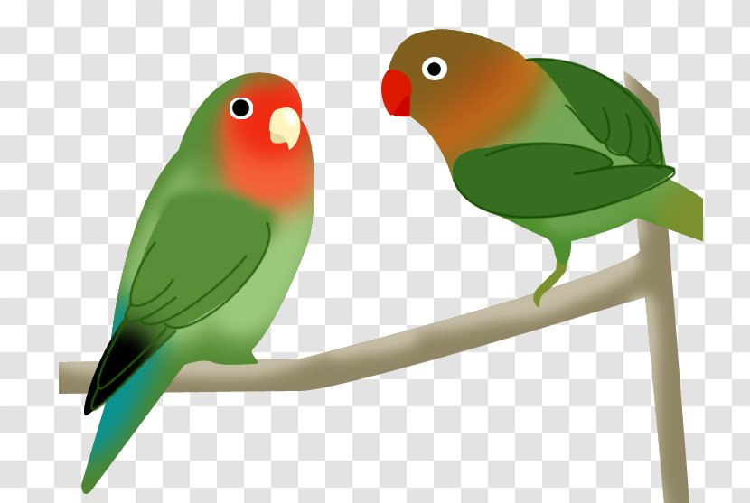 Budgerigar Lovebird Parakeet Beak Pet - Tropic Bird Transparent PNG