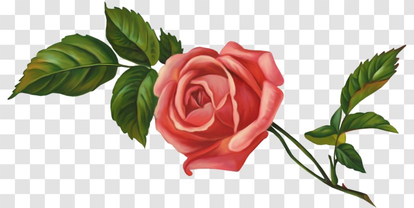 Garden Roses Centifolia Floribunda Flower Clip Art - Rose Order Transparent PNG
