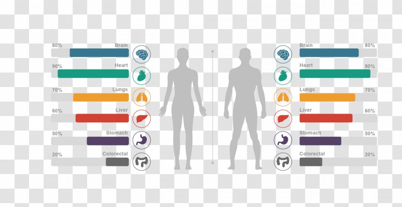 Human Body Chart Anatomy Homo Sapiens - Silhouette - Vector Structure Scale Drawing Material Transparent PNG