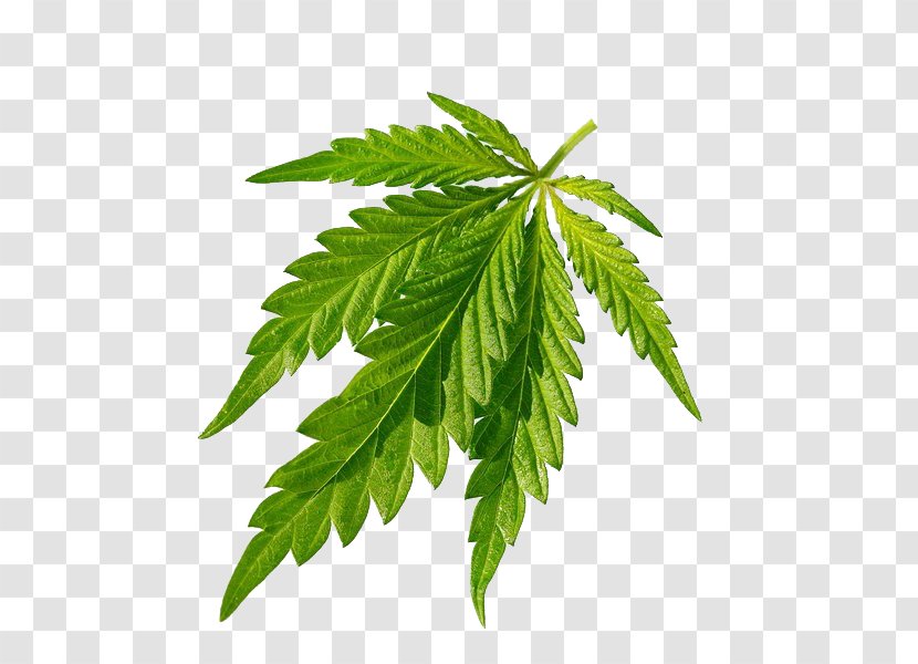 Cannabis Sativa Joint Leaf - Tree - Green Leaves Closeup Transparent PNG