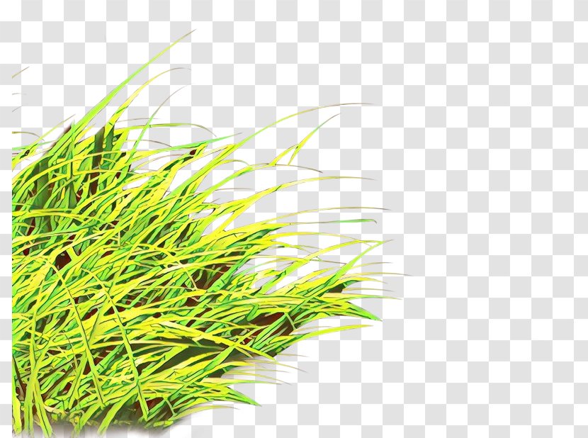 Grass Plant Family Terrestrial Sweet - Herb Chrysopogon Zizanioides Transparent PNG