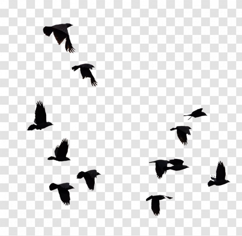 Bird Goose - Birds Transparent PNG
