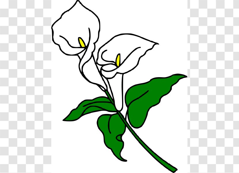 Callalily Arum-lily Easter Lily Flower Clip Art - Free Content - Lilies Cliparts Transparent PNG
