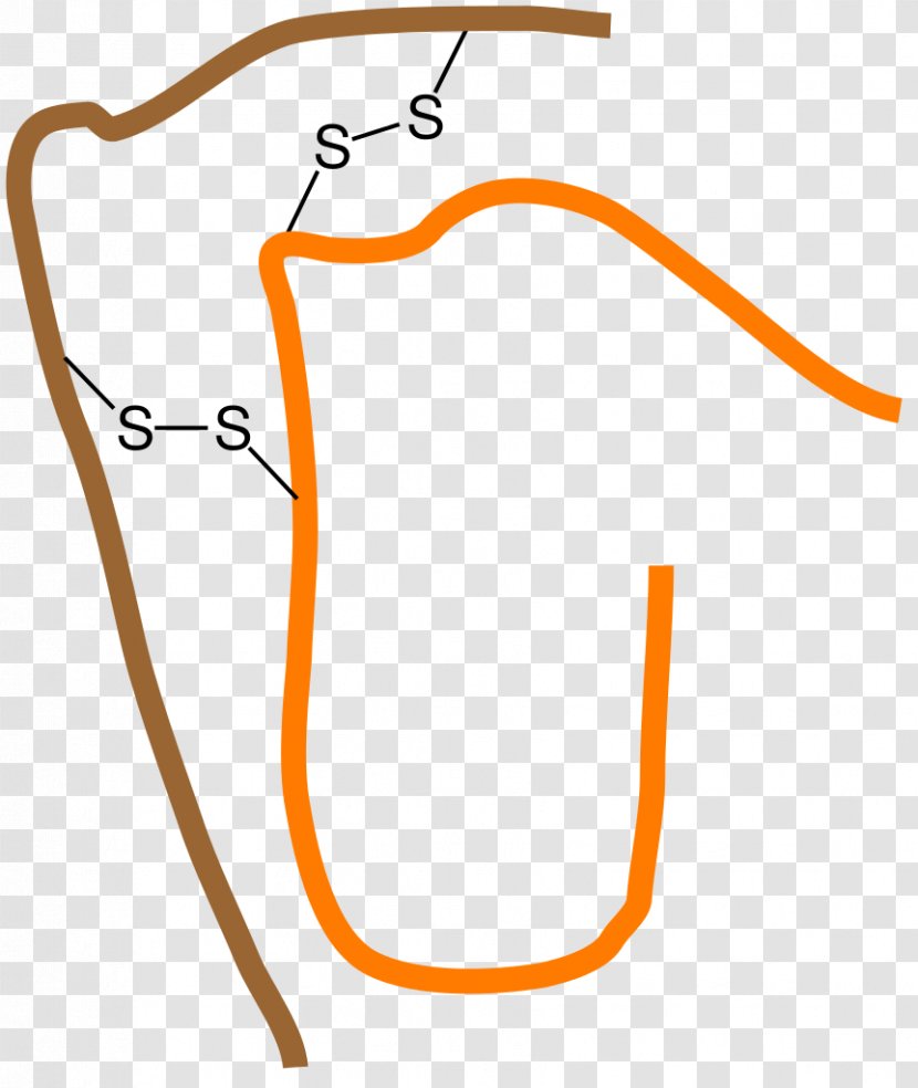 Bond Deusylffid Interchenar Disulfide Biochemistry - Covalent Transparent PNG