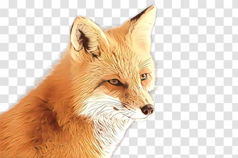 Red Fox Fox Fennec Fox Wildlife Swift Fox Transparent PNG