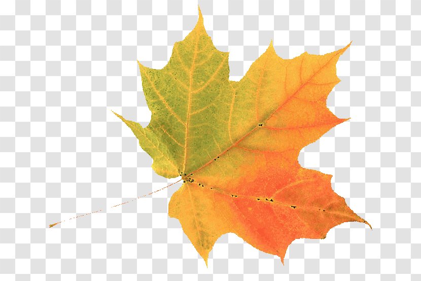 Autumn Leaf Color Clip Art Green - Maple Tree Transparent PNG