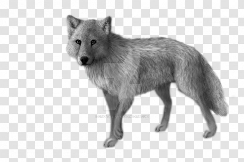 Red Fox Coyote Alaskan Tundra Wolf Jackal Fur - Terrestrial Animal - Animation Walk Cycle Transparent PNG